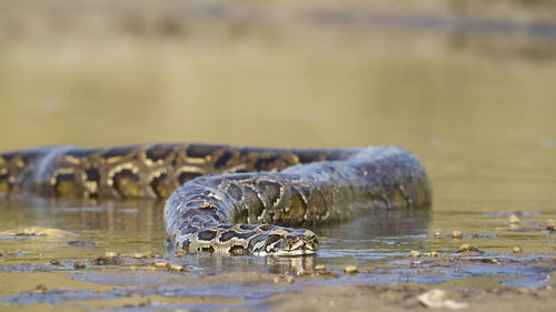 Close-up of turtle drinking water