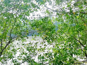 Low angle view of flower tree