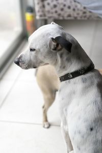 Close-up of dog looking away