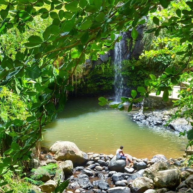 water, rock - object, tree, nature, beauty in nature, plant, waterfall, stone - object, green color, stream, motion, flowing water, growth, forest, flowing, rock, day, scenics, outdoors