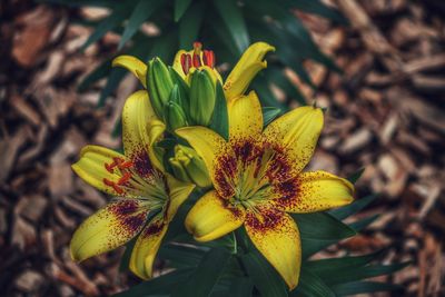 Close-up of yellow flowering plant