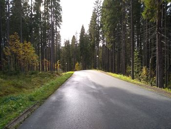 Empty road amidst trees in forest