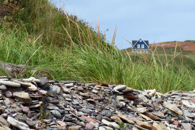 Plants growing on field