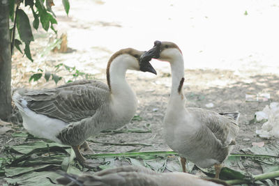 Swans in a lake