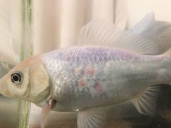 Close-up of fish swimming in sea