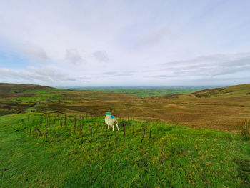View of a sheep on landscape
