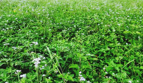 Full frame shot of flowering plants on field