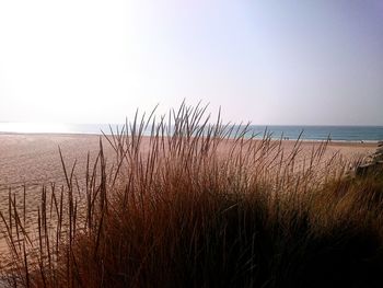 Scenic view of sea against clear sky