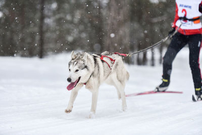 Dog on snow covered land