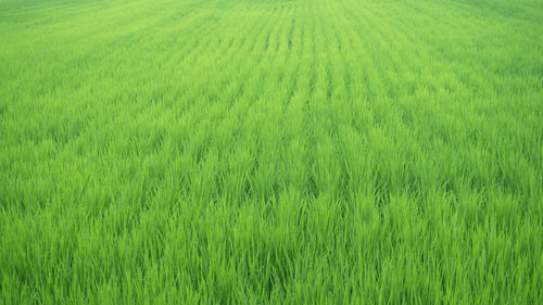 Scenic view of wheat field