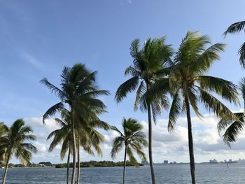 Palm trees on beach against sky