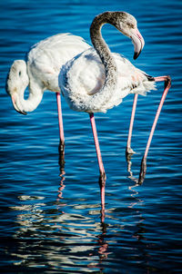 Flamingos on lake