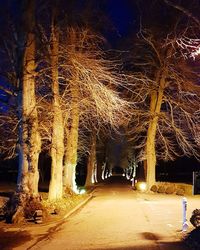 Illuminated road amidst bare trees at night