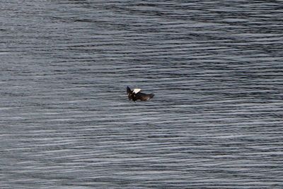 Ducks swimming on lake