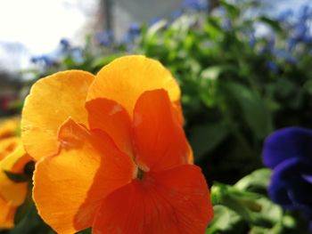 Close-up of orange flowers blooming outdoors