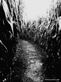 View of agricultural field