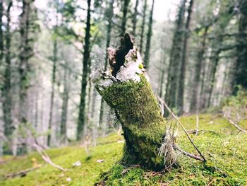 Close-up of moss growing on tree trunk