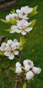 Close-up of white flowers