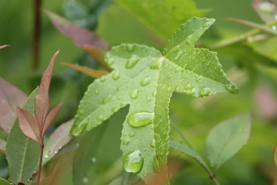 Close-up of wet plant leaves