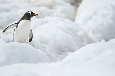 View of penguin on snow