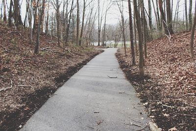 Walkway amidst trees in forest