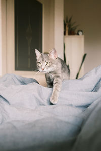 Portrait of cat relaxing on bed at home