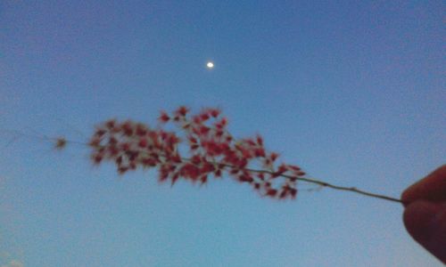 Low angle view of flowers against blue sky