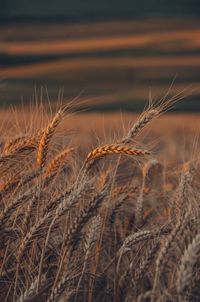 Close-up of wheat growing on field during sunset