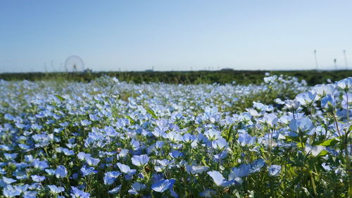 Close-up of plants growing on field against clear blue sky