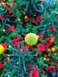 Close-up of red flowers blooming outdoors