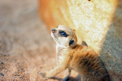 Close-up of an animal