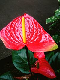 Close-up of wet flower