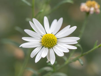Close-up of white daisy flower
