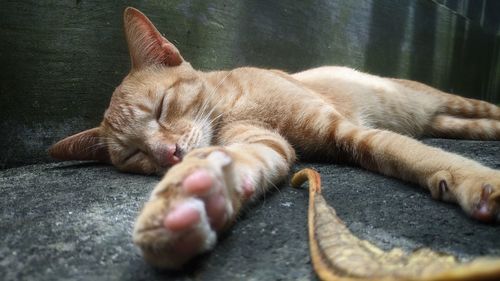 Close-up of cat sleeping