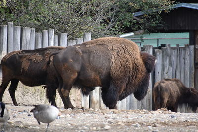 Sheep standing in a farm