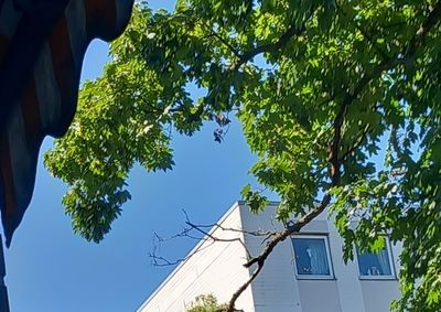 tree