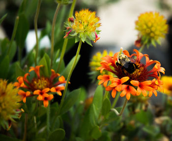 Close-up of bee on flowers