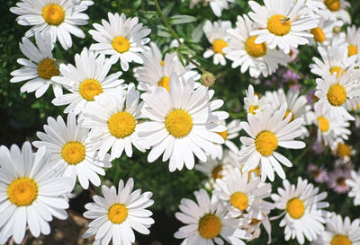 Close-up of white daisy flowers