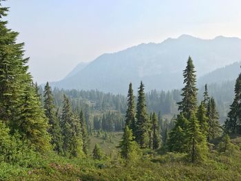 Trees and mountains against sky