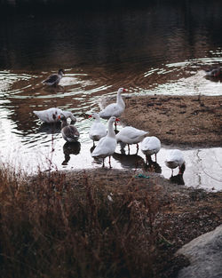 Flock of birds on lakeshore