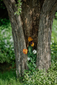 Close-up of lizard on tree trunk