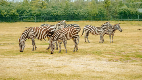 Zebra standing on field