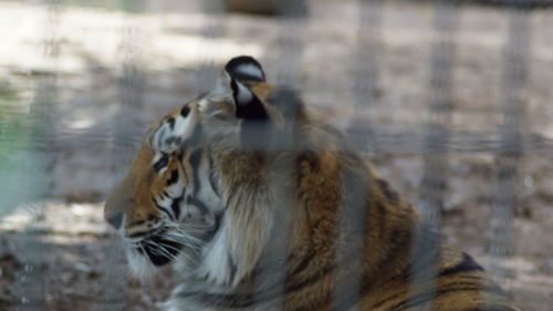 Close-up of lion