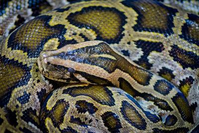 Close-up of snake