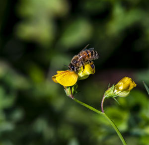 Close-up of an european honey bee pollinating a yellow  wild pee  flower