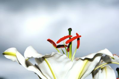 Close-up of red flowers