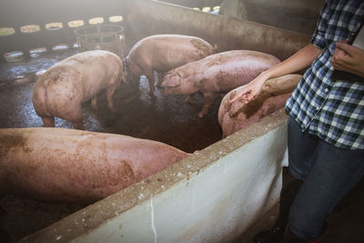 Midsection of man standing by pigs in livestock