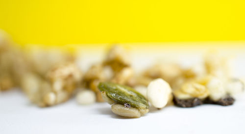 Close-up of snake on table against white background