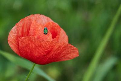 Close-up of insect on red poppy flower