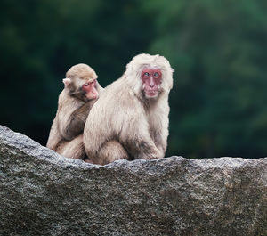 Close-up of monkey sitting on rock